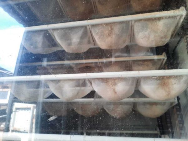 Купить Шкаф предварительной расстойки Бриз Плюс